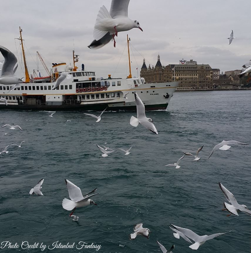 Seagulls, ferry, and the Haydarpasa