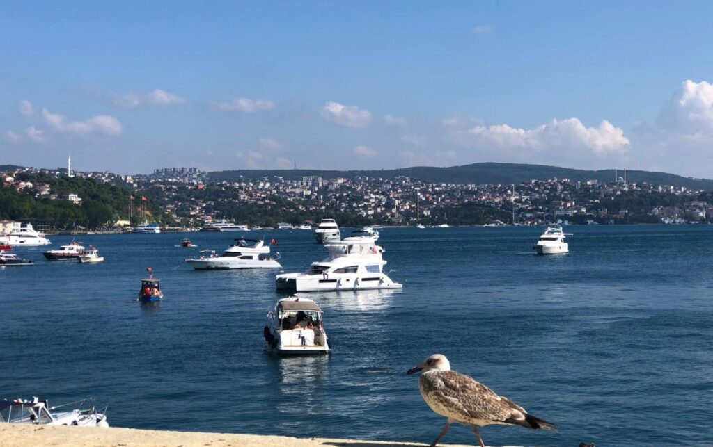 Seagull and boats